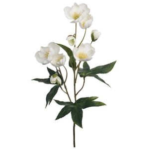 Hovedbilde Julerose hvit 57cm