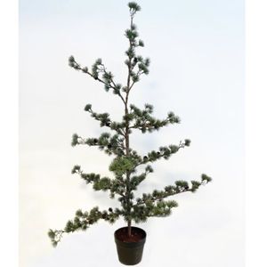 Hovedbilde Sedertre med kongler - i potte 115cm