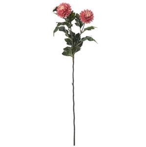 Hovedbilde Krysantemum korallrosa 2 blomster 55cm